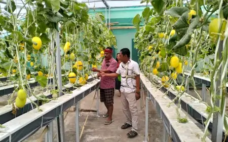 Nikmati Sensasi Petik Sendiri, Sampean Green Farm Situbondo Tawarkan Pengalaman Panen Melon Premium