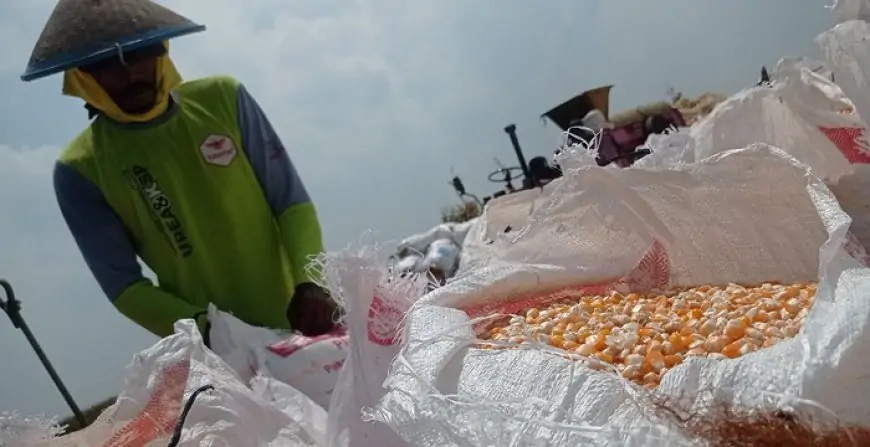 Oktober Puncak Panen Raya Jagung, Harga Merangkak Naik