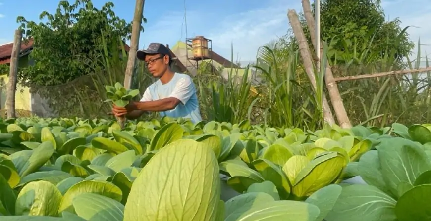 Cara  Petani Muda Jombang Budidaya Sayur Hidroponik