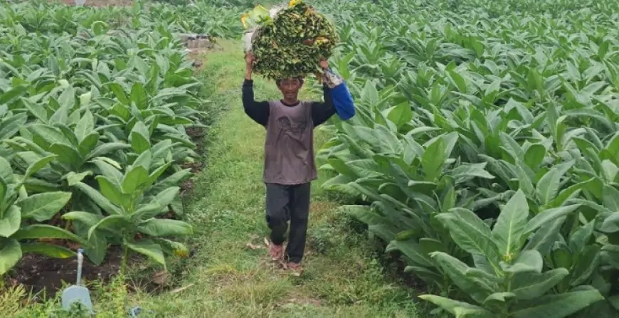 Panen Pahit Tembakau Jombang:,Harga Anjlok 30% Dihantui Cuaca Mendung