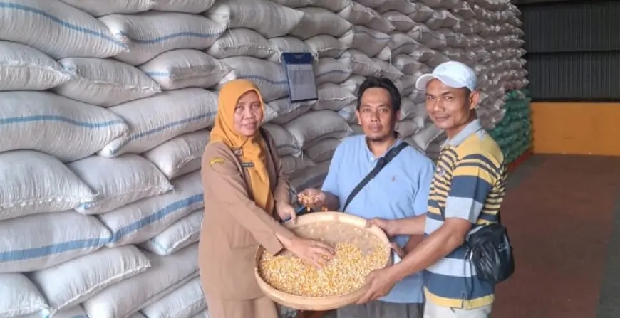Pemerintah Salurkan 116,5 Ton Jagung Subsidi