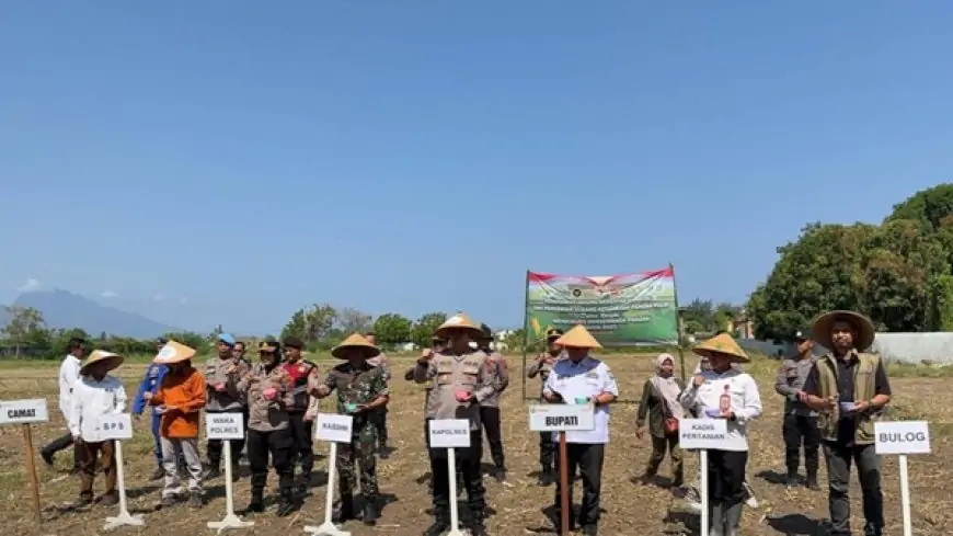 Perum Bulog Perkuat Penyerapan Jagung, Jaga Stok dan Harga di Tengah Lonjakan Pasar