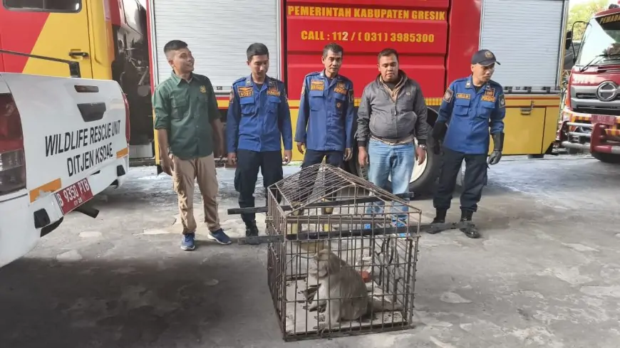 Meresahkan, Empat Ekor Monyet Peliharaan Dievakuasi Tim Damkarla
