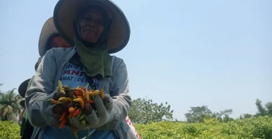 Harga Cabai Rawit Anjlok, Hasil Panen Menyusut