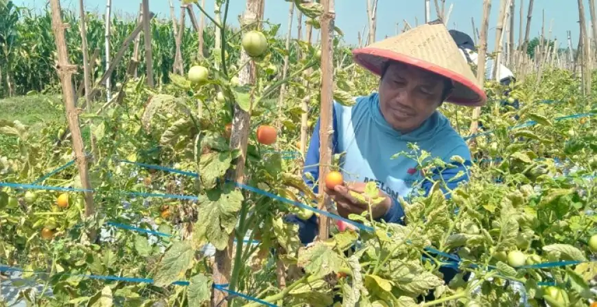 Harga Tomat Anjlok Drastis Dibawah Rp 1.000 Perkilogram