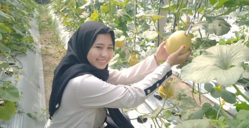 Petani Jombang Beralih ke Melon Greenhouse