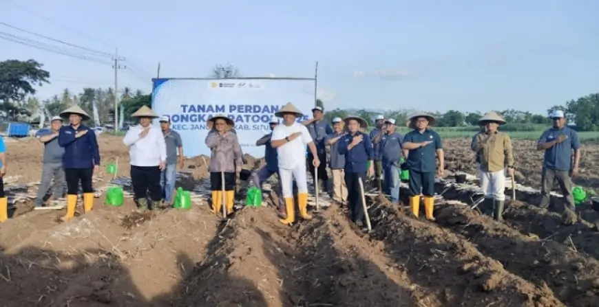 Tanam Perdana Program Bongkar Ratoon di Situbondo, Tonggak Baru Kebangkitan Gula Nasional