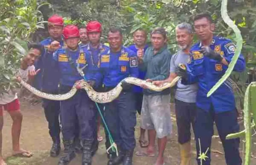 Damkar Pacitan Kebanjiran Laporan Ular Masuk Pemukiman Warga, Kebakaran Justru Sepi