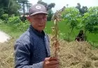 Menguntungkan, Petani Kedelai Jeralih ke Jagung