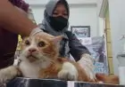 Jaga Keseimbangan Populasi, Disnak Keswan Tulungagung Gelar Sterilisasi Kucing Jantan