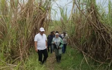 Perhutani KPH Jombang Pacu Ketahanan Pangan Lewat Agroforestri Tebu