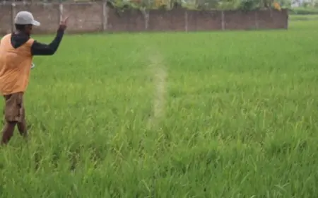 HKTI Jombang Minta Distribusi Pupuk  Diperbaiki