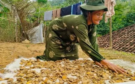 Musim Hujan, Harga Temu Batok di Pacitan Anjlok, Ini Penyebabnya