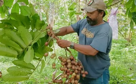 Produksi Matoa Naik 50 Persen