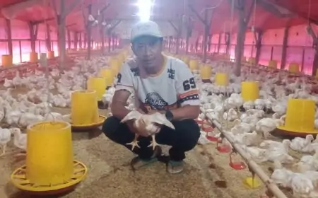 Cuaca Ekstrem,  Ini Strategi Jitu Atur Suhu Kandang Hindari Gagal Panen