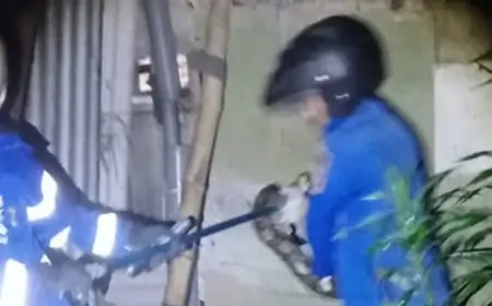 Geger, BPBD Evakuasi Ular Piton 4 Meter  