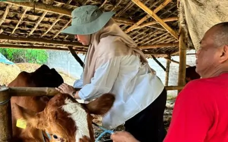 Vaksinasi Capai 99 Persen, Disnak Jombang Cegah PMK