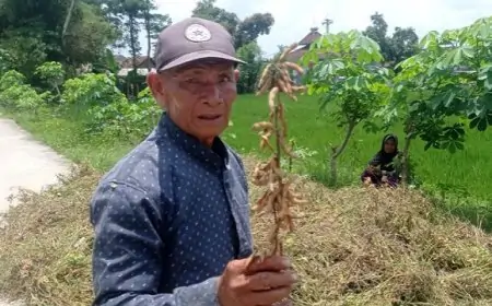 Menguntungkan, Petani Kedelai Jeralih ke Jagung