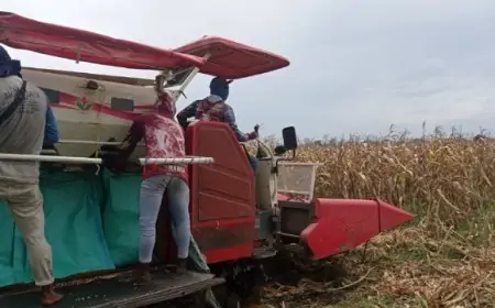 Akhir Panen Raya Harga Jagung Melonjak