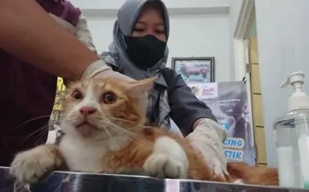 Jaga Keseimbangan Populasi, Disnak Keswan Tulungagung Gelar Sterilisasi Kucing Jantan
