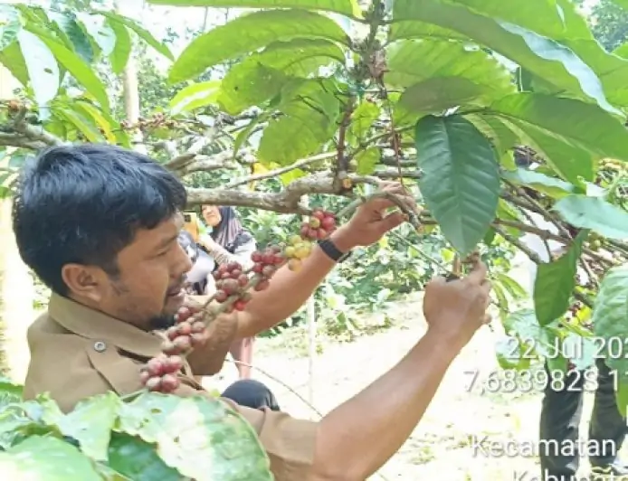 Kopi Wonosalam Jombang Naik Daun, Excelsa Eksotis Perebut Hati Penikmat Kopi