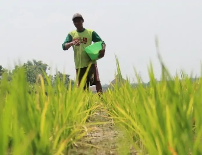 Alokasi Pupuk Subsidi Jombang 2026 Ditetapkan Belum Penuhi 100 Persen Kebutuhan Petani