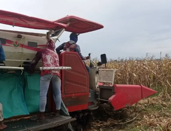 Akhir Panen Raya Harga Jagung Melonjak