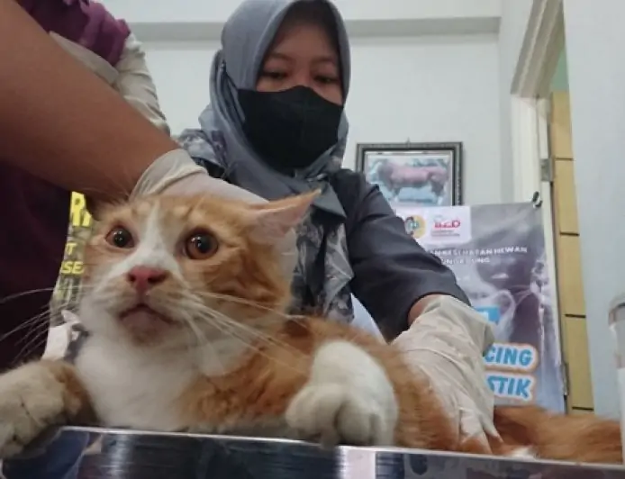 Jaga Keseimbangan Populasi, Disnak Keswan Tulungagung Gelar Sterilisasi Kucing Jantan