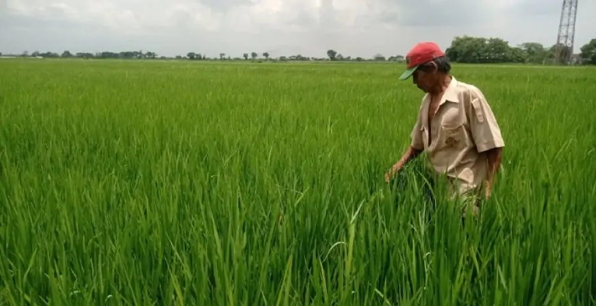 Harga Pupuk Subsidi Resmi Turun 20 Persen