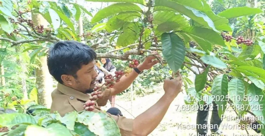 Kopi Wonosalam Jombang Naik Daun, Excelsa Eksotis Perebut Hati Penikmat Kopi