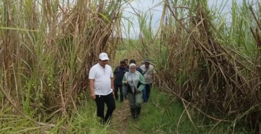 Perhutani KPH Jombang Pacu Ketahanan Pangan Lewat Agroforestri Tebu