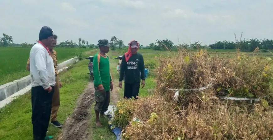 Cuaca Ekstrem, Hasil Panen Kedelai  Turun Drastis