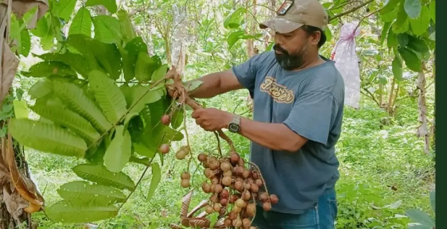 Produksi Matoa Naik 50 Persen