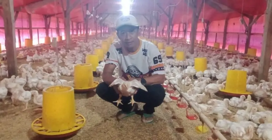 Cuaca Ekstrem,  Ini Strategi Jitu Atur Suhu Kandang Hindari Gagal Panen