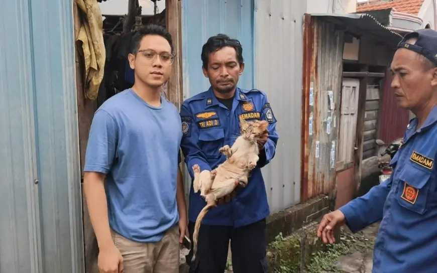 Kucing Terjebak di Dasar Sumur, Damkarla Gresik Lakukan Penyelamatan