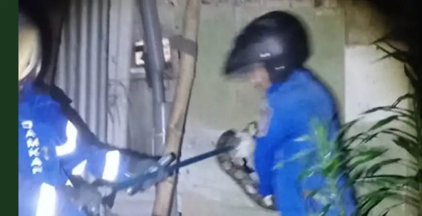 Geger, BPBD Evakuasi Ular Piton 4 Meter  