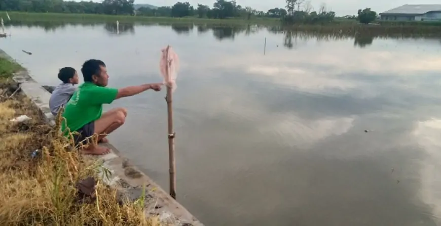 Semaian Padi Mati Terendam Banjir