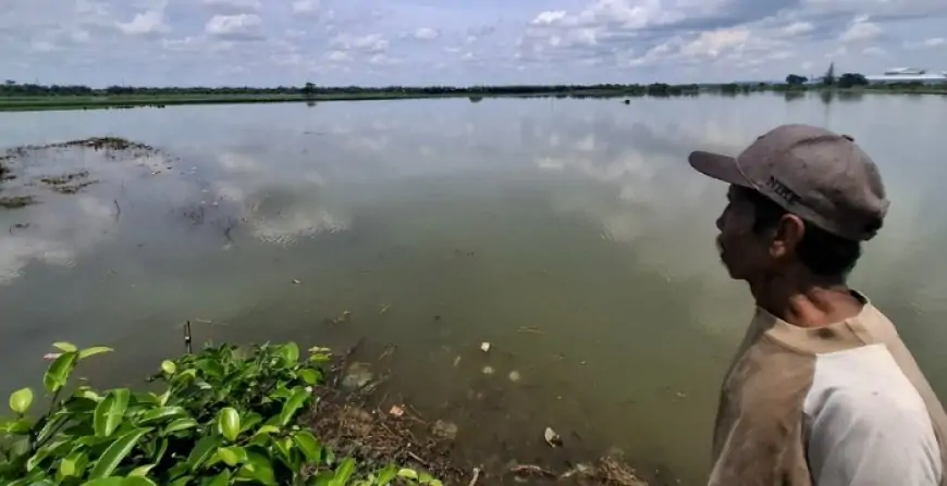 Puluhan  Hektare  Lahan Pertanian Masih Terendam Banjir