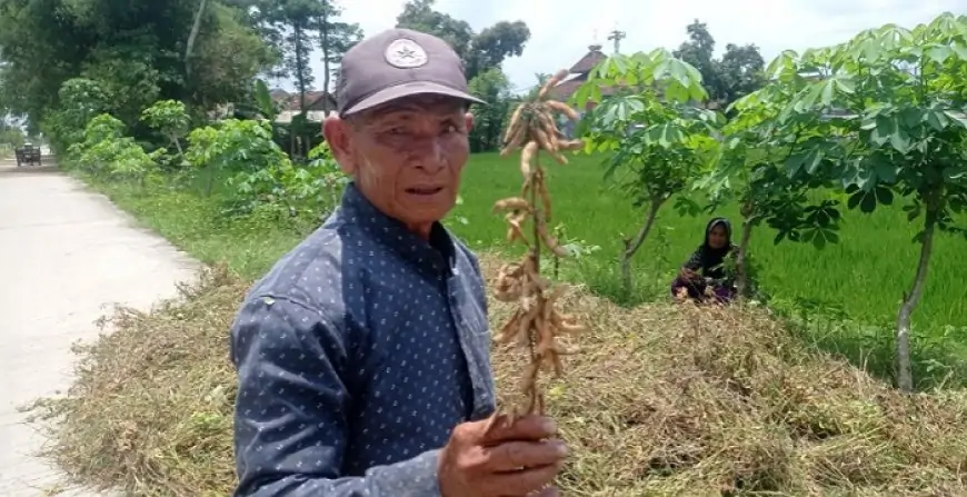 Menguntungkan, Petani Kedelai Jeralih ke Jagung