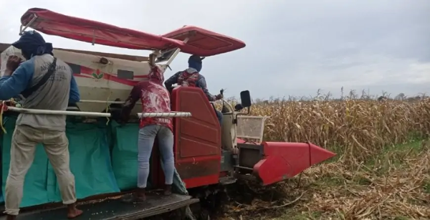Akhir Panen Raya Harga Jagung Melonjak