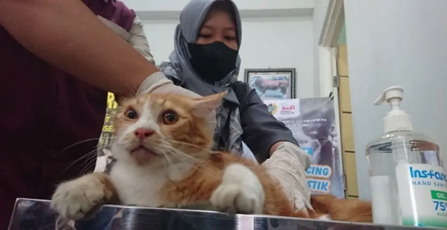Jaga Keseimbangan Populasi, Disnak Keswan Tulungagung Gelar Sterilisasi Kucing Jantan