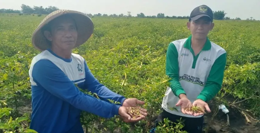 Cuaca Ekstrem Harga Cabai Melonjak Naik