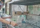 Mengenal Cara Budidaya Lovebird bagi Pemula, Dari Pemilihan Indukan Hingga Perawatan Anakan