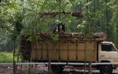 Tebu Perhutani Sumbang Produktivitas Tinggi 42 Ton Perhektar