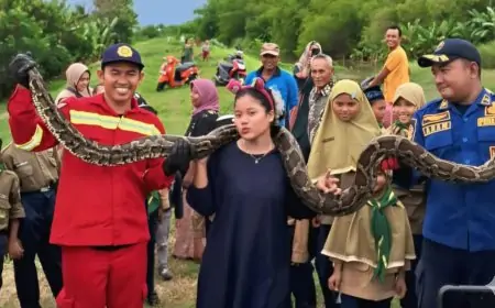 Damkar Evakuasi Ular Sanca 3,5 Meter