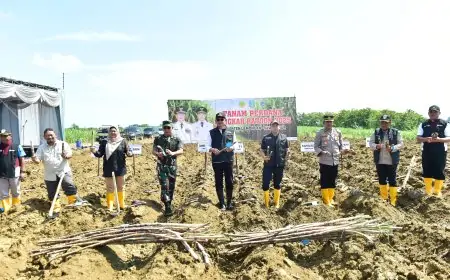 Lamongan Dorong Swasembada Gula Lewat Bongkar Ratoon