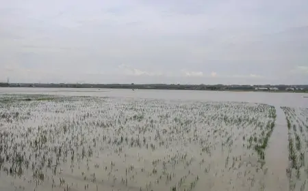 275 Hektar Sawah di Lamongan Terendam Imbas Luapan Waduk Prijetan
