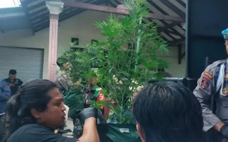 110 Pohon Ganja Tumbuh Subur di Kamar