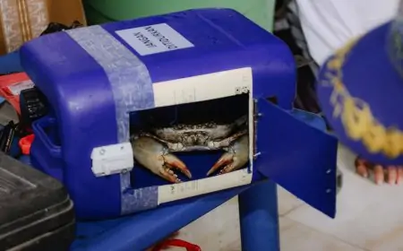 Dorong Kemandirian Ekonomi, PTFI Bekali Nelayan Pelatihan Apartemen Kepiting