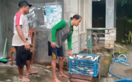 Harga Ikan Patin Tembus Rp25.000  Perkilogram